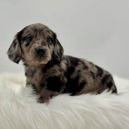 Morsel - Dapple male Dachshund puppy in Litchfield, Illinois from Charmm Dachshunds