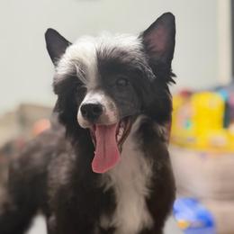 Azalea - Black and white female Chinese Crested puppy in Sweet Home, Oregon from Rhapsody Poodles & Cresteds