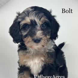 Bolt - Merle male Goldendoodle puppy in Milford, Indiana from Railway Acres Kennel