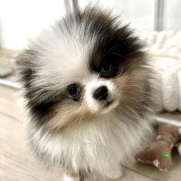 Tulip - Blue merle female Pomeranian puppy in Newport Beach, California from Exotic City Pomeranians and chihuahuas