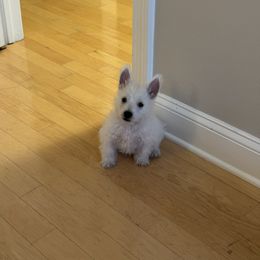 Monty - White male West Highland White Terrier puppy in Jersey City, New Jersey from Jersey City Westies