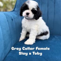 Grey collar female - Black and white female Cocker Spaniel puppy in Bonsall, California from CuttinBlue Farms