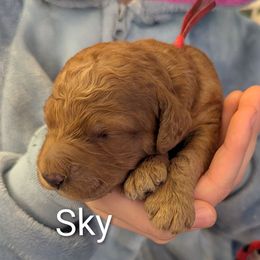 Sky (Hot Pink collar) - Red  female Goldendoodle puppy in Citrus Heights, California from Grandpaw's Golden Doodles