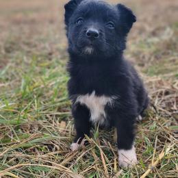 Klaus - Black & white male Australian Shepherd puppy in Smithfield, Virginia from Squirrelytail Farms