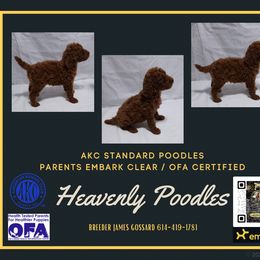 Poodle Puppies from Heavenly Poodles