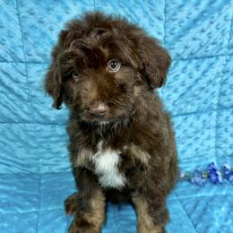 Rusty - Red & white male Miniature Australian Shepherd puppy in Marshall, Arkansas from Buffalo River Puppies