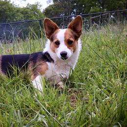 Freya - American Corgi
