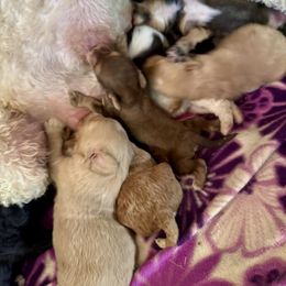 Bernedoodle, Double Doodle, and Saint Berdoodle Puppies from Remington Kennels, LLC