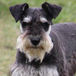 Shrek - Miniature Schnauzer