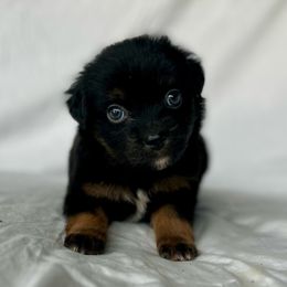 Holly - Black tri Toy Australian Shepherd puppy in Venus, Texas from Prickly Pear Pups