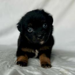 Holly - Black tri Toy Australian Shepherd puppy in Venus, Texas from Prickly Pear Pups