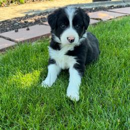 Boy 2 - Black and white male Border Collie puppy in Centerville, Washington from Forthright Farms