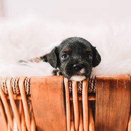 White Boy - Tri-color male Cavapoo puppy in Mckinney, Texas from Doodles of North Tx