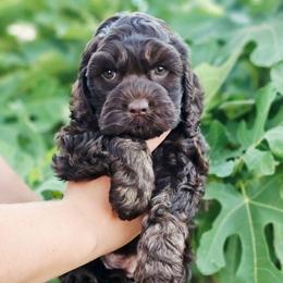 Jetty - Brown female Cockapoo puppy in Indiahoma, Oklahoma from Phamily Doodles