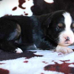 Izzy - Black tri female Miniature Australian Shepherd puppy in Ixonia, Wisconsin from Hunt N Oaks