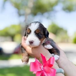 Marina - Merle female Bernedoodle puppy in Ontario, California from Teddy Doodles & Standard Poodles