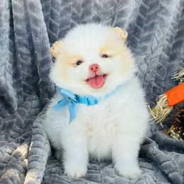 Finn - White male Pomeranian puppy in Green Cove Springs, Florida from Natasha's Ark of Joy