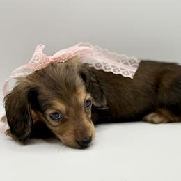 AKC Yellow girl - Cream female Dachshund puppy in Bartlesville, Oklahoma from OkieDokieDox