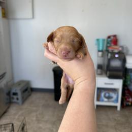 Boy 3 - Cream male Dachshund puppy in Las Animas, Colorado from J&D Dachsies