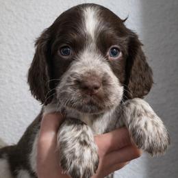 Kai - Liver white and roan male English Springer Spaniel puppy in Florida from Thunderbird Springers