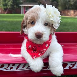 Dani - Green - Cream female Australian Labradoodle puppy in Citrus Heights, California from Elite Blend Labradoodles