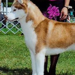 German Shepherds and Siberian Huskies from WyndGlo Kennels