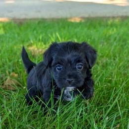 KB Girl 1 - Bailey - Black and tan female Yorkshire Terrier puppy in Owenton, Kentucky from Robertson's Dream Ranch Aussies & Yorkies