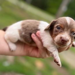 Broad Bill - Boy 2 - Dapple male Dachshund puppy in Corbin, Kentucky from Steele Half Acre Homestead