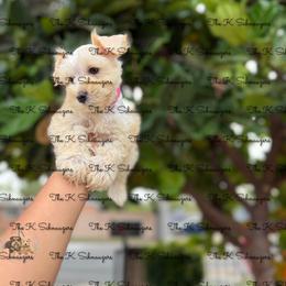 Dark pink collar - Wheaten female Miniature Schnauzer puppy in Santa Ana, California from The_K_Schnauzers