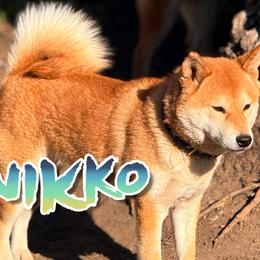Nikko - Shiba Inu