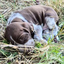 Lincoln - White and chestnut male Bracco Italiano puppy in Silver Summit, Utah from Snow Peak Kennel