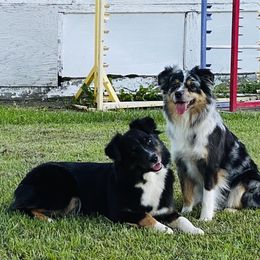 Australian Shepherds and Miniature American Shepherds from Whispering Valley Miniature American Shepherds and Australian Shepherds