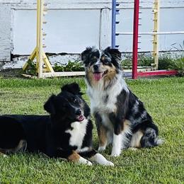 Australian Shepherds and Miniature American Shepherds from Whispering Valley Miniature American Shepherds and Australian Shepherds
