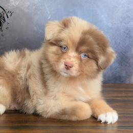 Versace - Red merle male Australian Shepherd puppy in Fultonville, New York from Sandy Aussies & Pomeranians