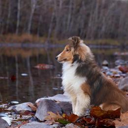 Cash - Shetland Sheepdog