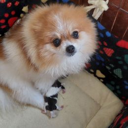 Buttons - Pomeranian