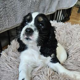 Max(Green) AKC - Black white and tan male Cocker Spaniel puppy in Midlothian, Virginia from Swift Creek Cocker Spaniels