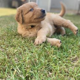 Golden Retriever Puppies from Washington Lakeside Goldens