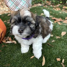 Sadie - Black and white female Havanese puppy in Four Corners, Florida from Charlie’s Havanese Angels