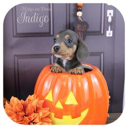 INDIGO - AKC Registered - Blue and tan male Dachshund puppy in Graceville, Florida from Misty's 101 Doxies