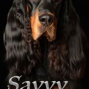 Gordon Setter All Grown Up from Dreamcatcher Kennel