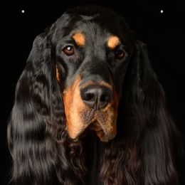 Gordon Setter All Grown Up from Dreamcatcher Kennel