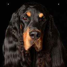 Gordon Setter All Grown Up from Dreamcatcher Kennel