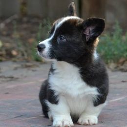 Cardigan Welsh Corgi Puppies from Allegro Cardigans