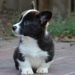 Cardigan Welsh Corgi Puppies from Allegro Cardigans