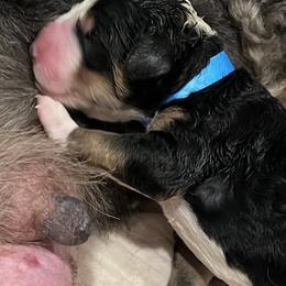 Linus Blue Boy - Tri-color male Bernedoodle puppy in The Woodlands, Texas from Gracie's Goldendoodles and Bernedoodles