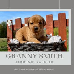 Granny Smith - Yellow female Labrador Retriever puppy in Grand Gorge, New York from Mountain View Labrador Retrievers