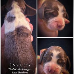 Boy 1 UNO - Liver and white male English Springer Spaniel puppy in Silverdale, Washington from TimberVale Springers