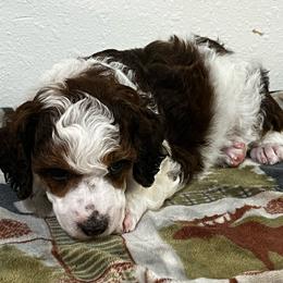 Maple - Parti female Poodle puppy in Nixa, Missouri from Foxtrot Farm Poodles