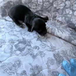 Ash - Black and tan female Dachshund puppy in Fort Worth, Texas from The Holloway Dachshunds